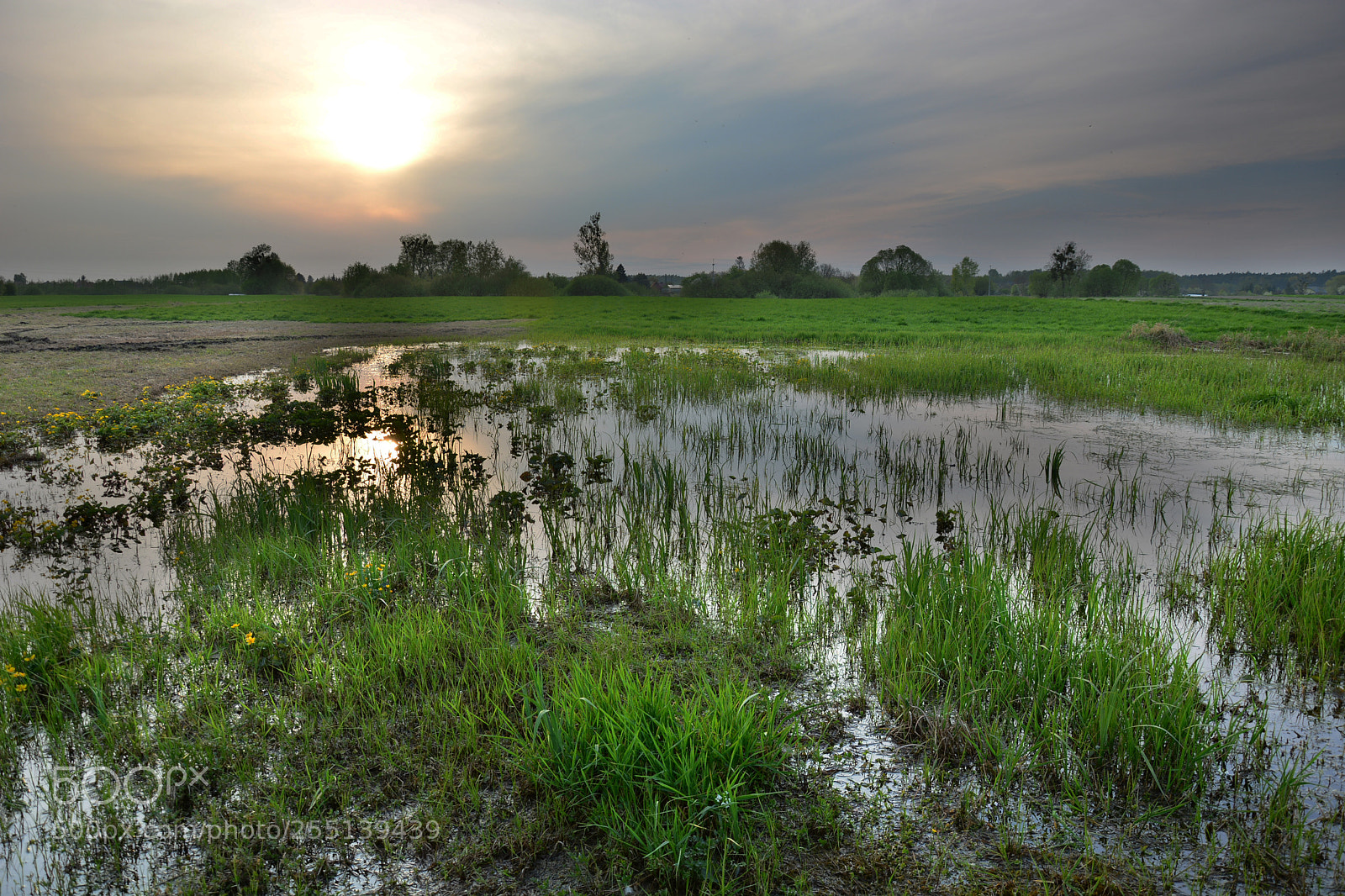 Nikon D5200 sample photo. Wet meadow at dusk photography
