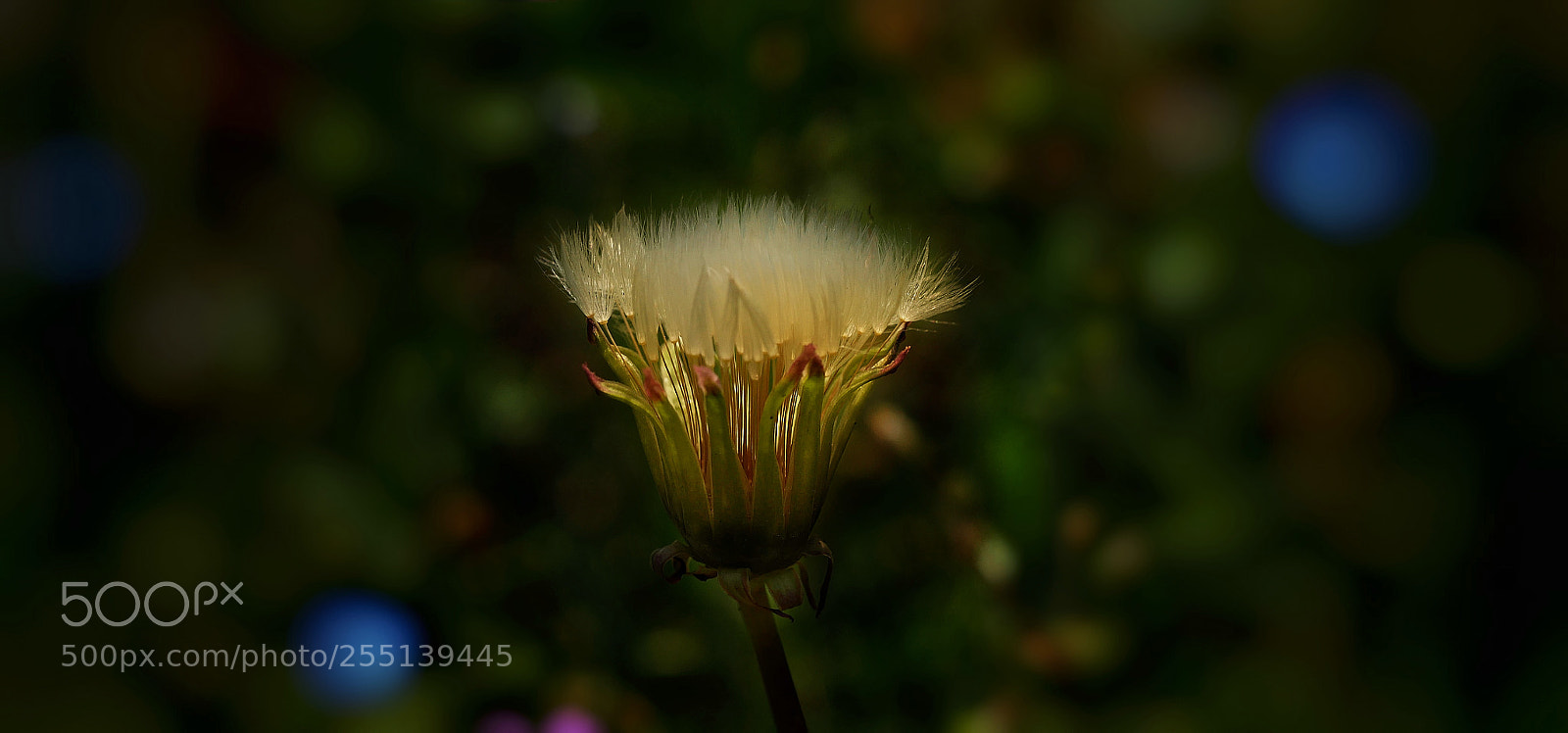 Panasonic Lumix DMC-GX85 (Lumix DMC-GX80 / Lumix DMC-GX7 Mark II) sample photo. Spring appointment ... photography