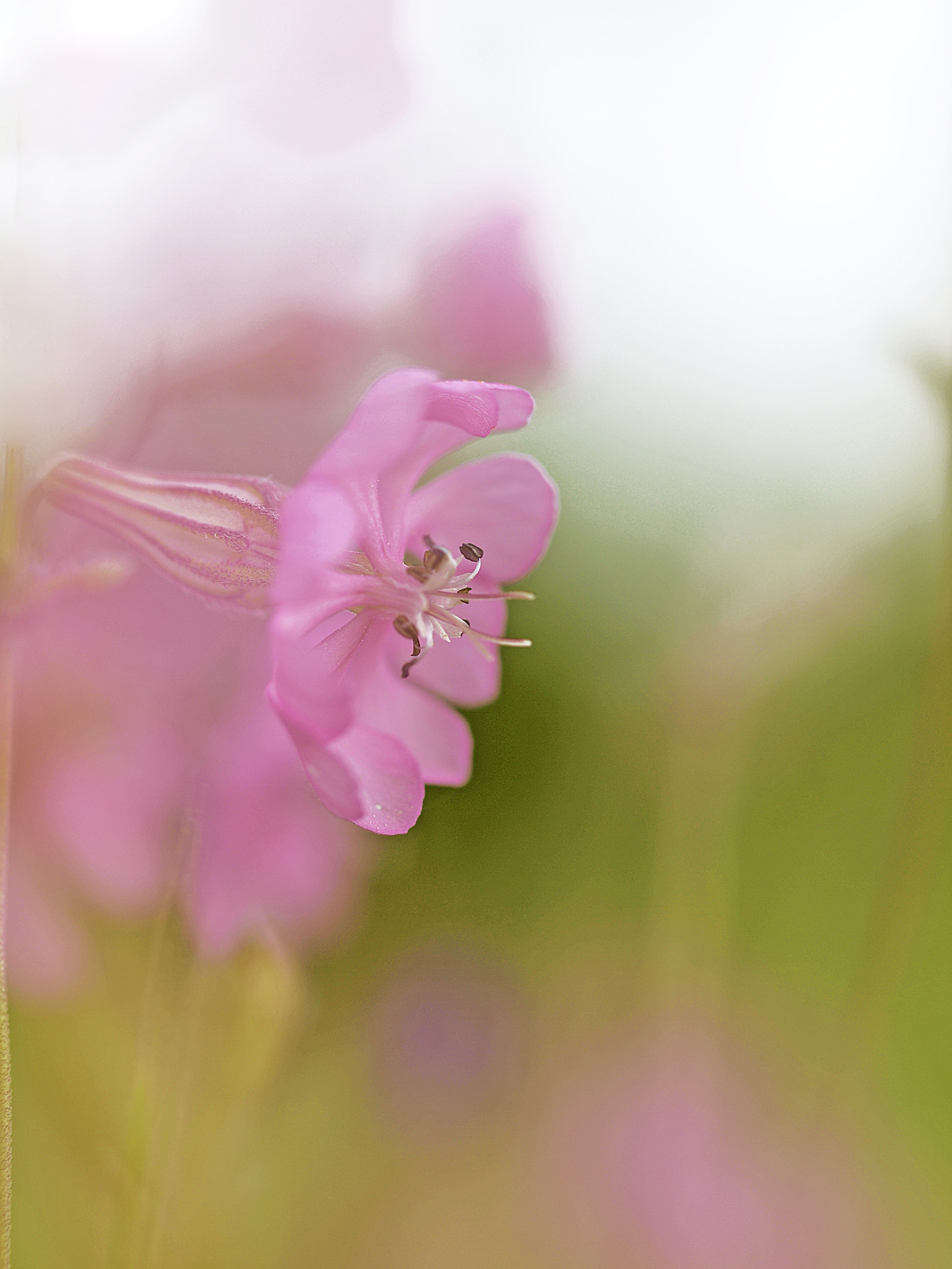 Olympus E-30 sample photo. Silene colorata photography