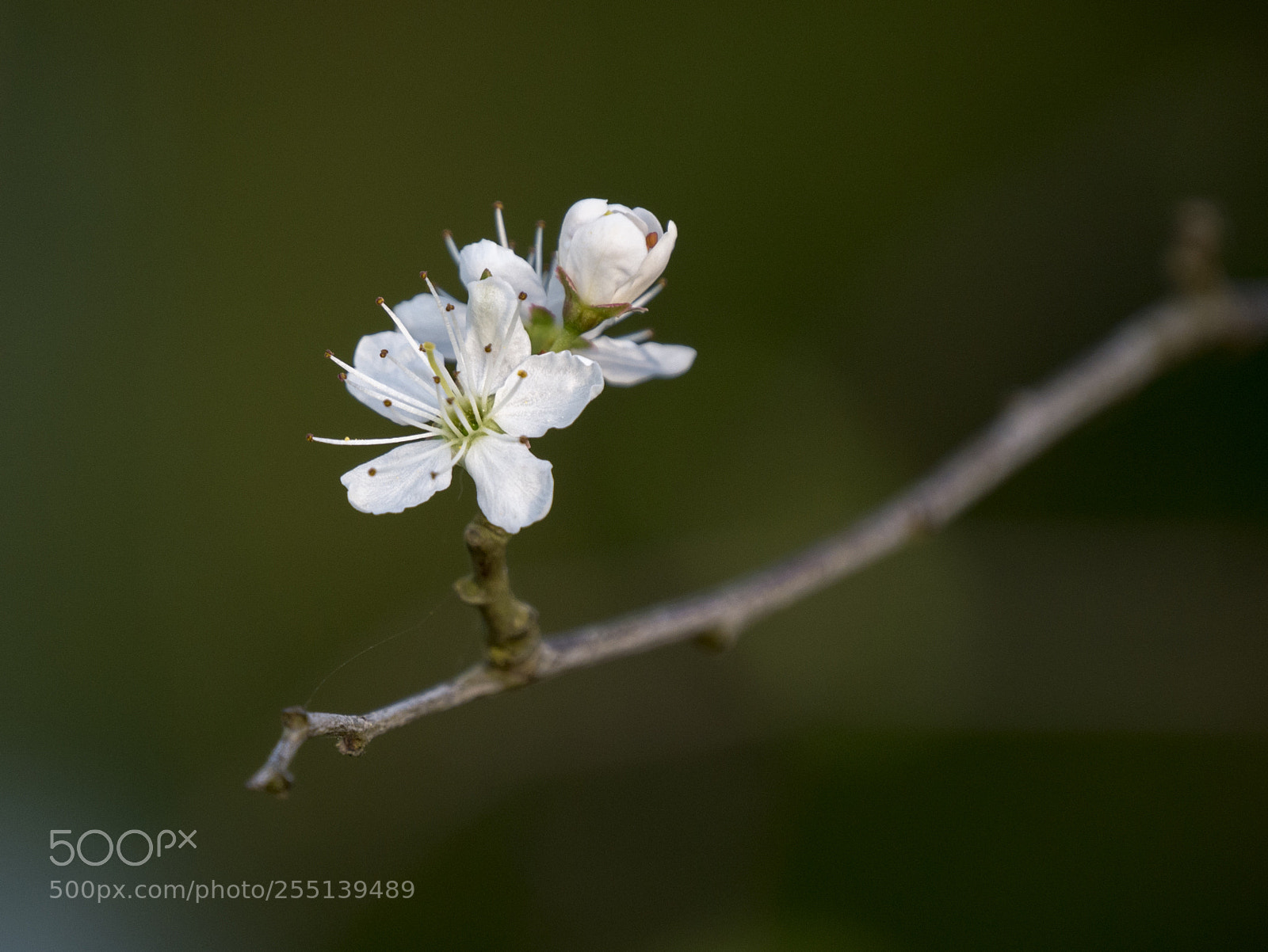 Panasonic DMC-G70 sample photo. Jasmin flowering photography