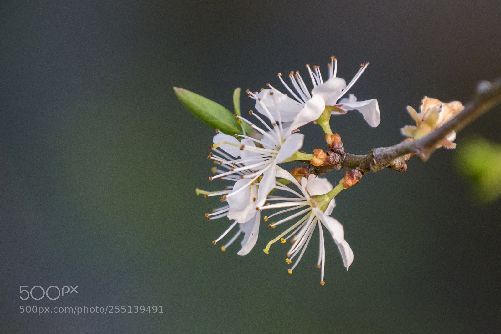 Panasonic DMC-G70 sample photo. Jasmin flowering photography