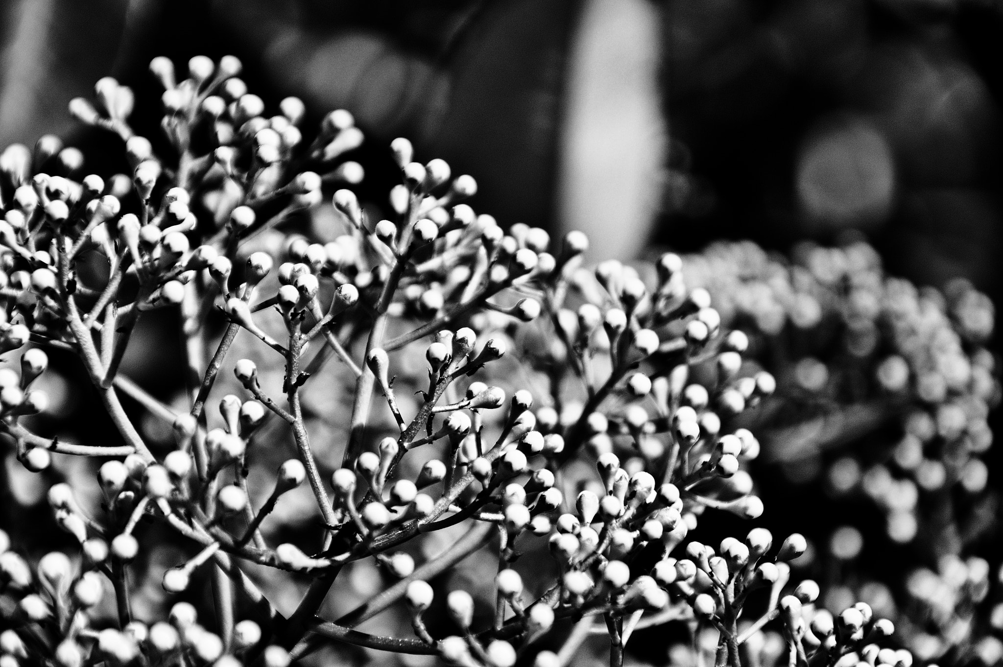 Nikon D90 sample photo. Ça bourgeonne photography