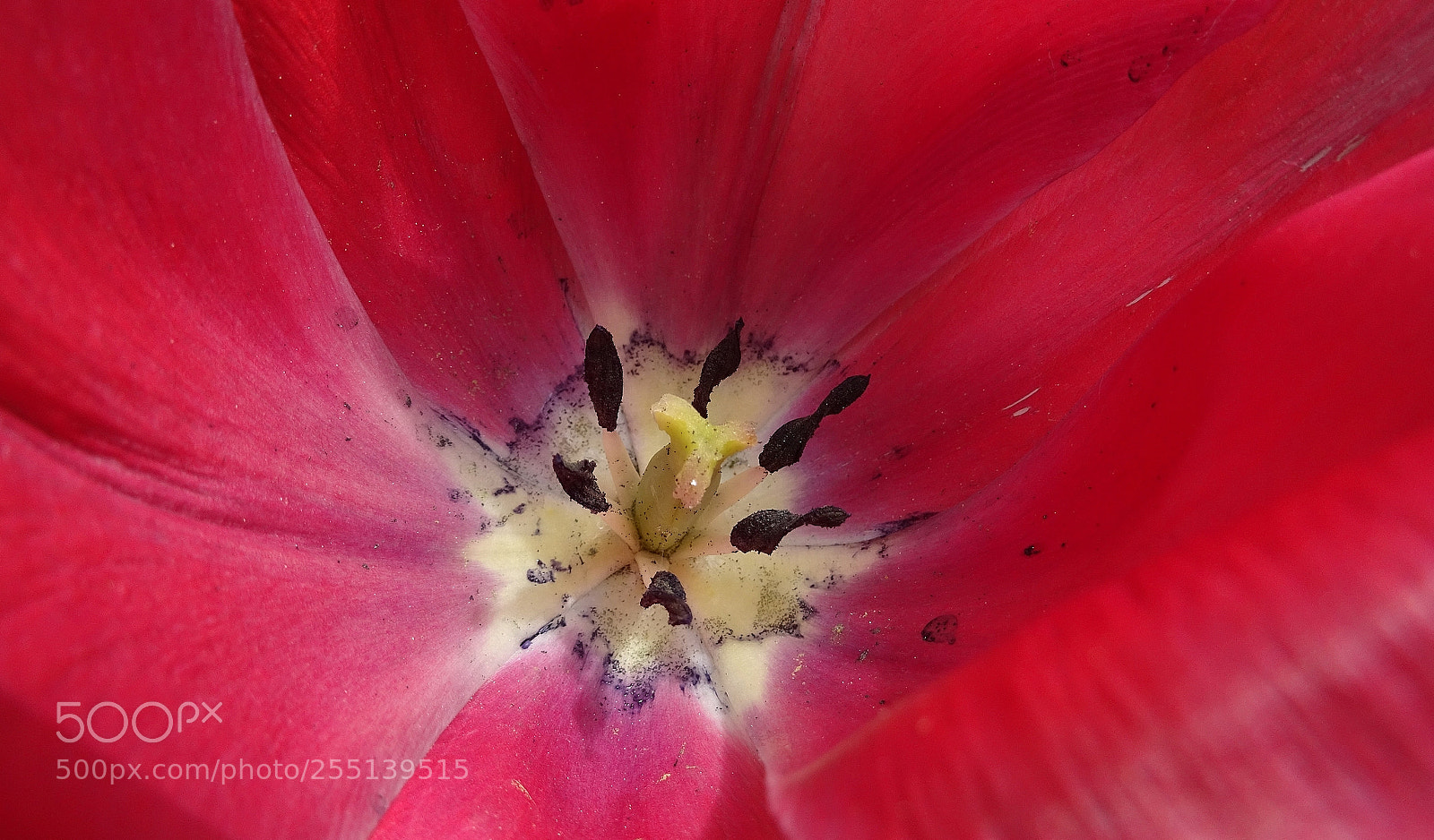Sony DSC-HX60 sample photo. The red tulip photography