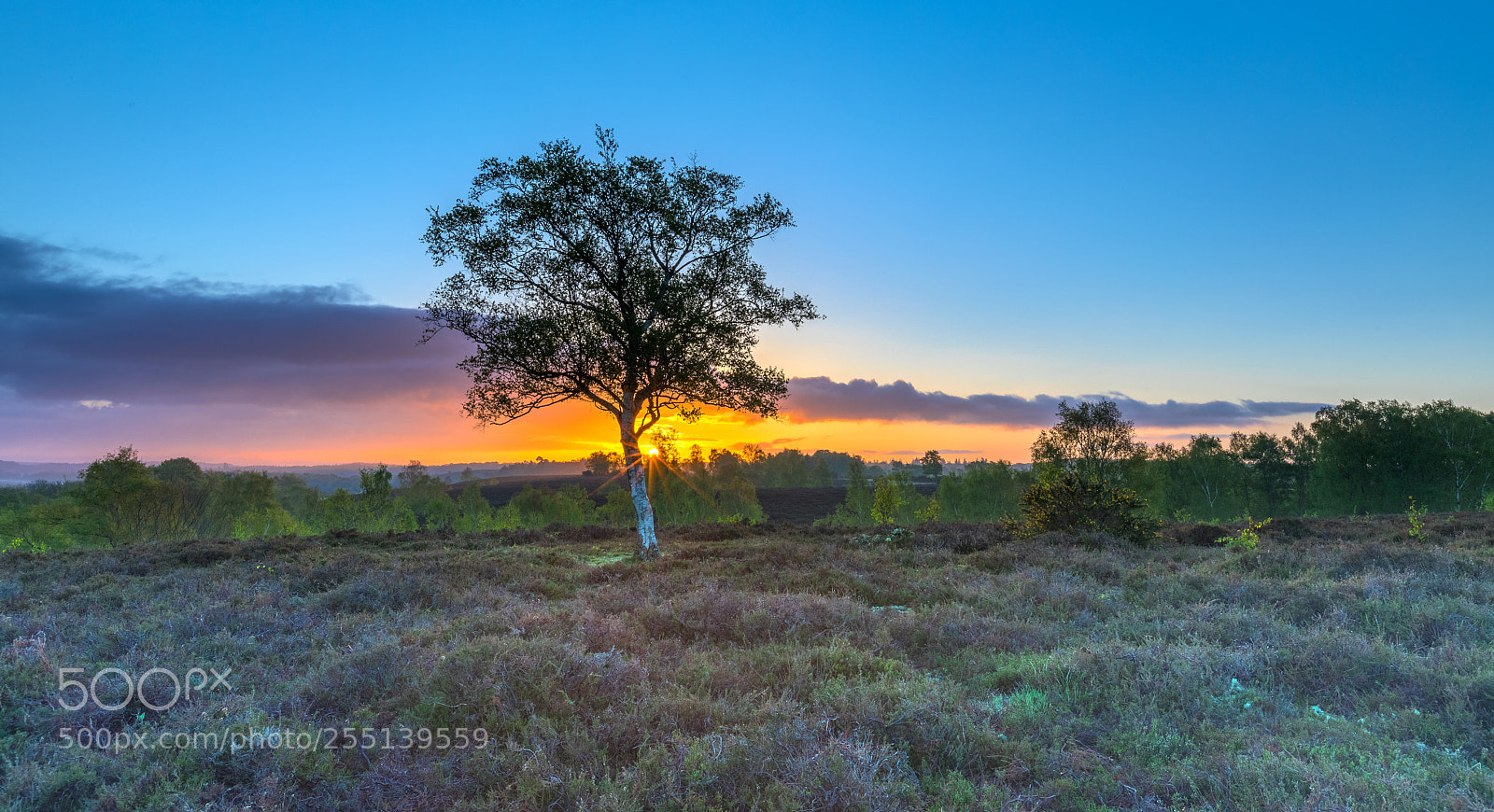 Canon EOS 5D Mark IV sample photo. Silver birch sunrise photography