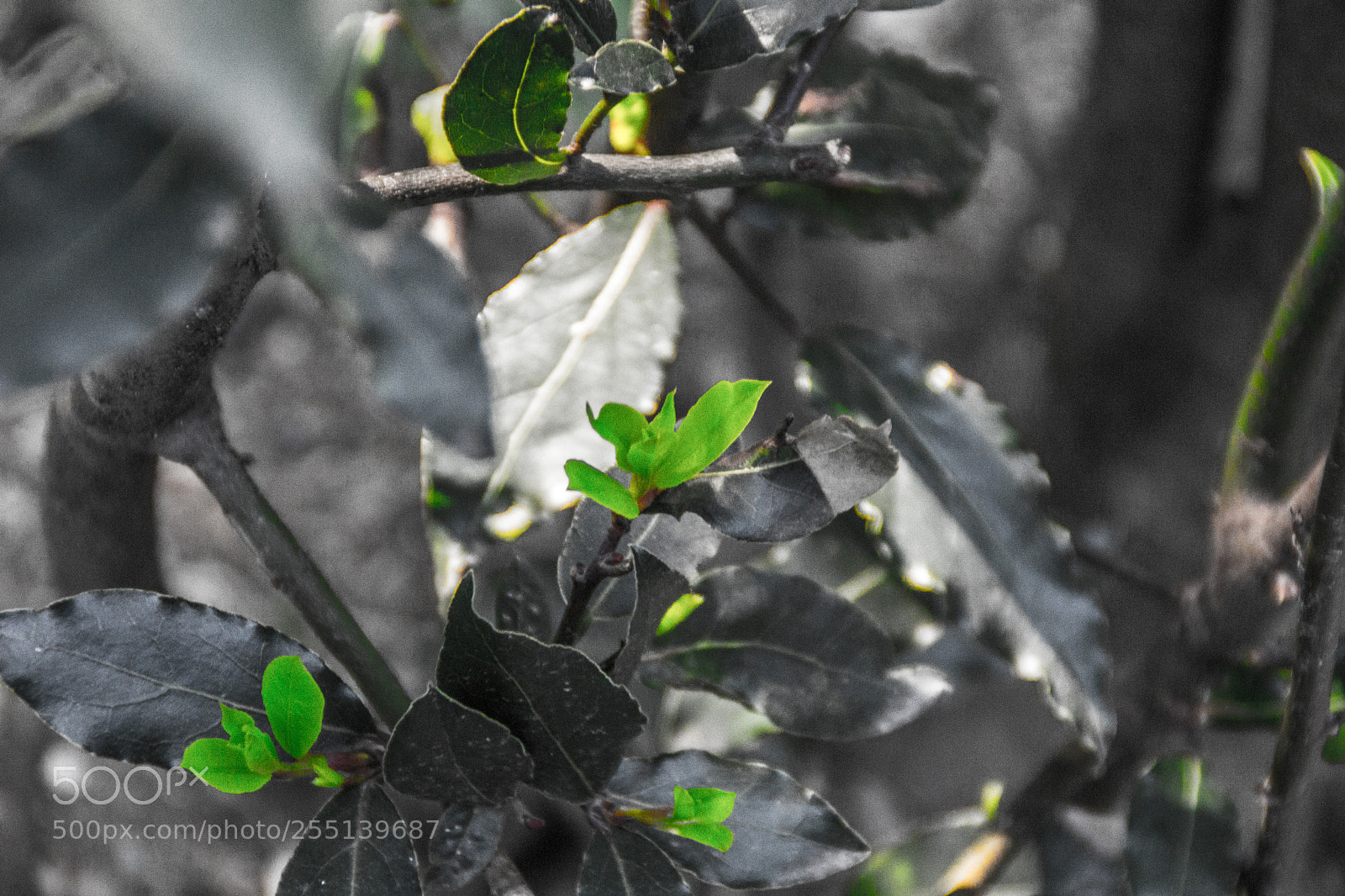 Sony a5100 sample photo. Travel to genova photography