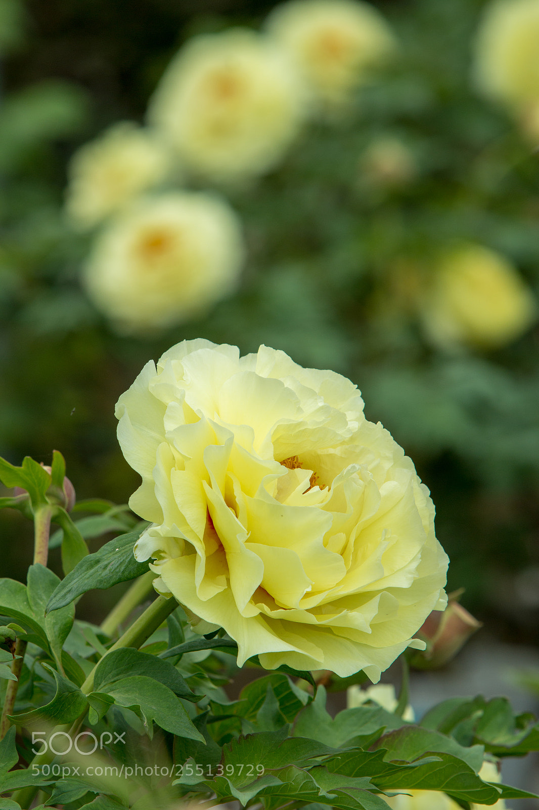 Canon EOS 70D sample photo. 牡丹 photography