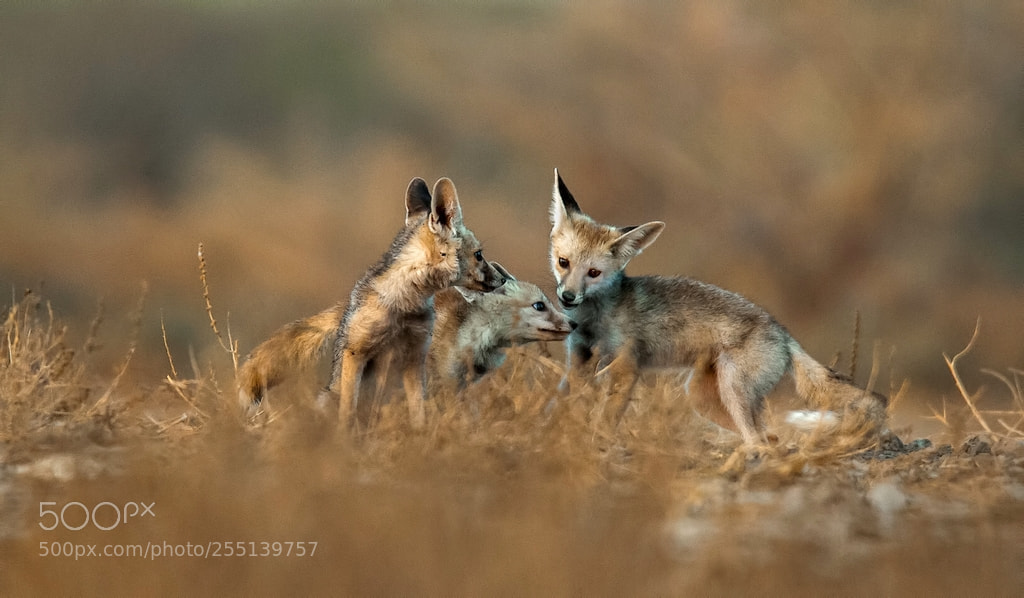 Nikon D700 sample photo. Playful cubs photography