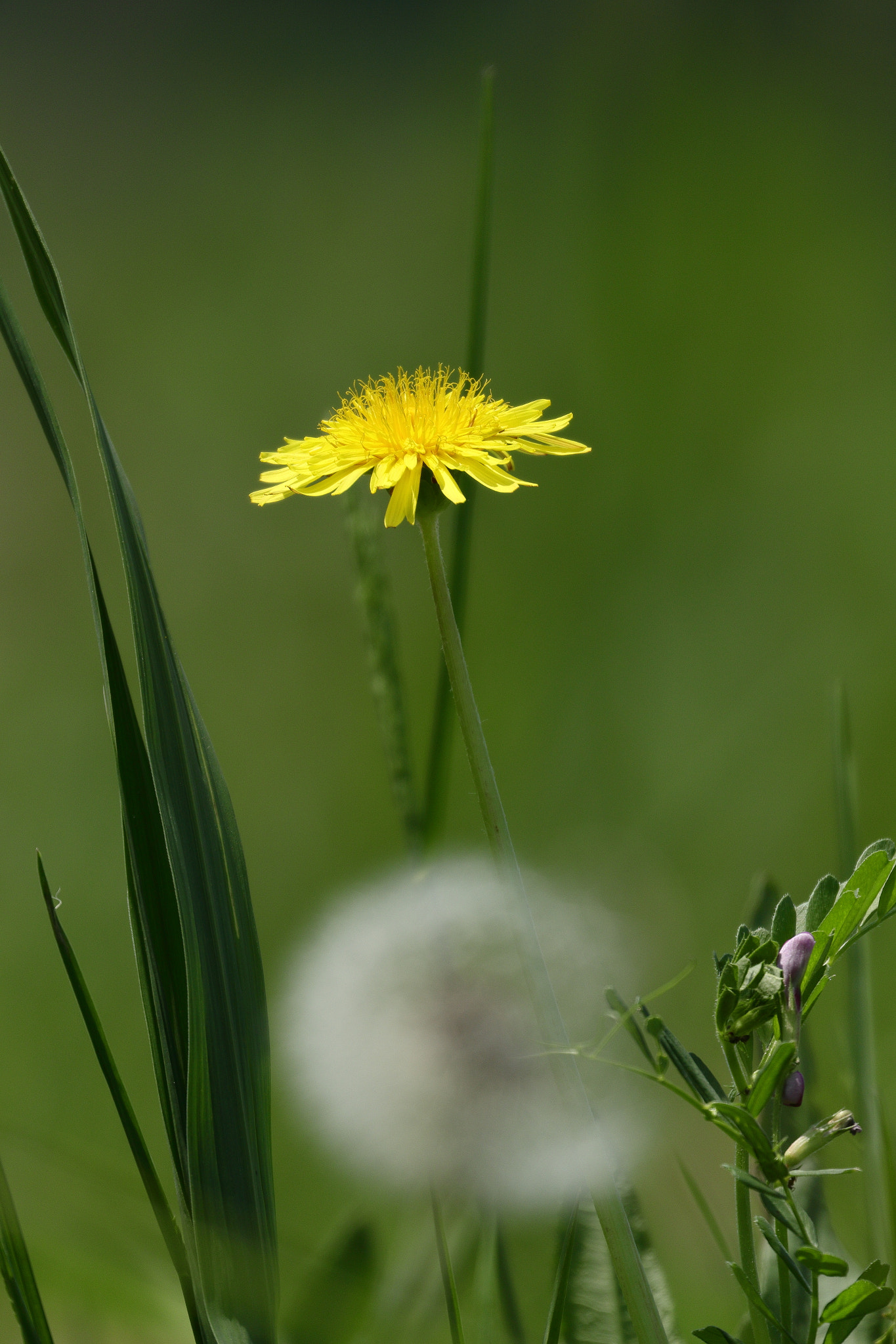 Canon EOS 7D Mark II sample photo. タンポポと綿毛 7i2a7824 photography