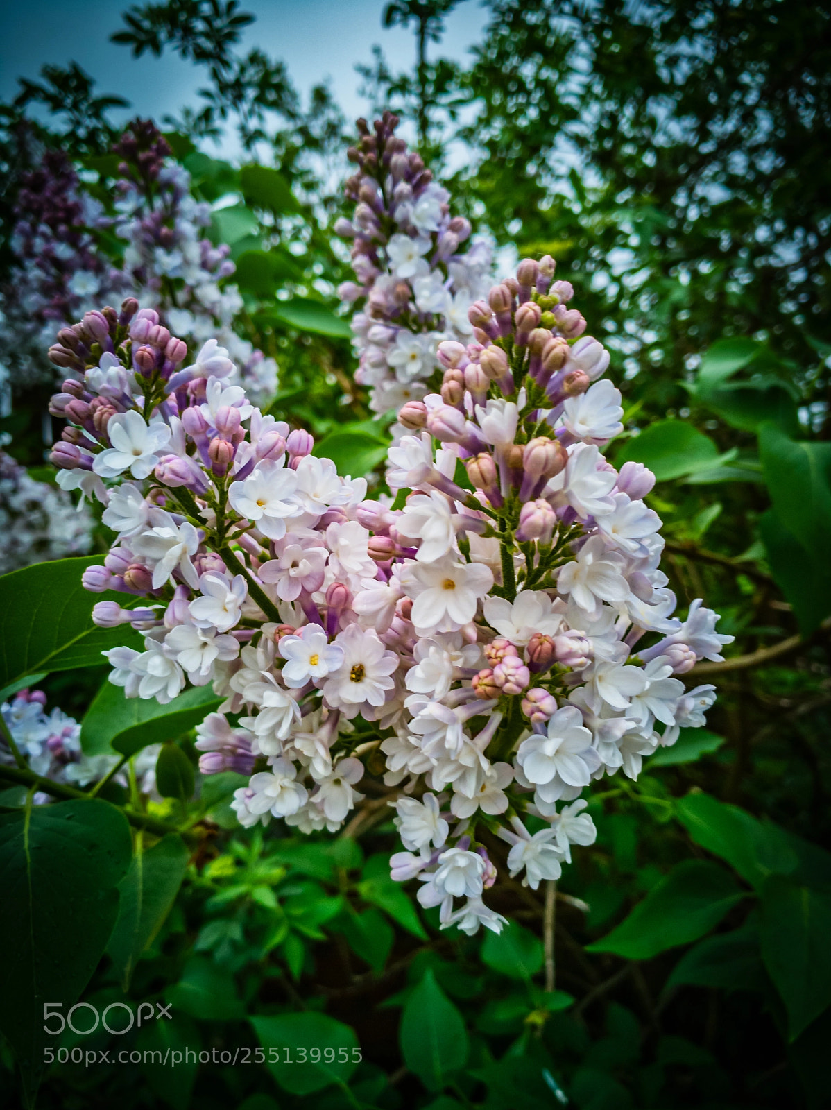 HUAWEI P10 sample photo. Jasmijn photography