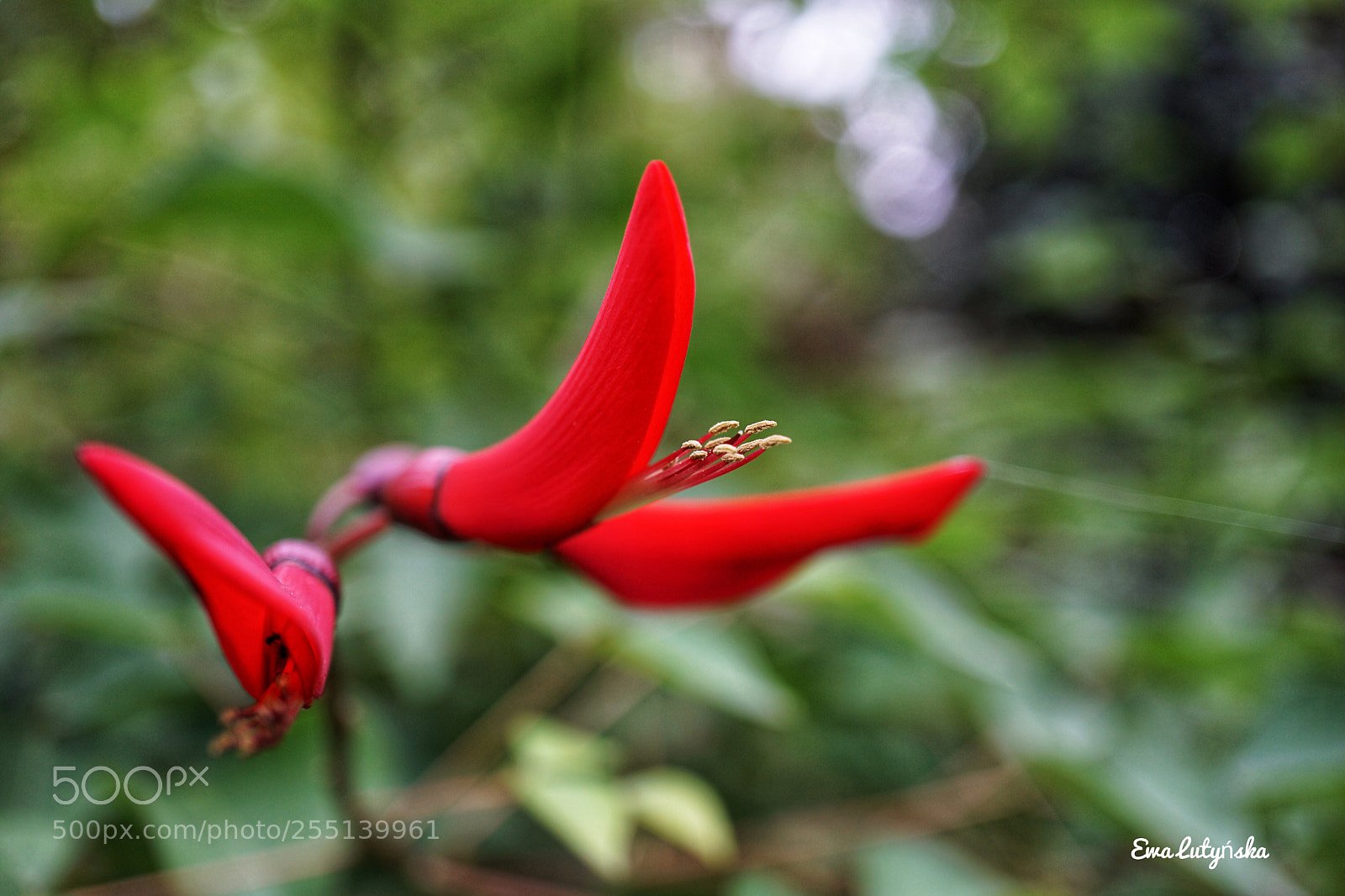 Sony a6000 sample photo. Erythrina plant photography