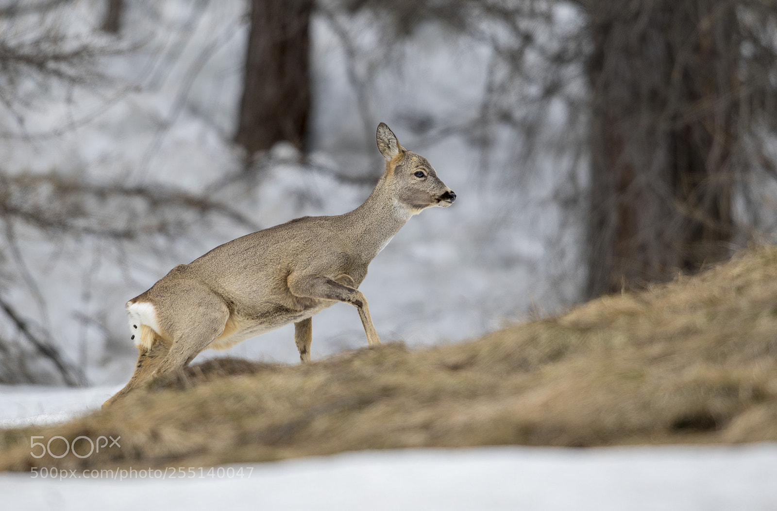 Nikon D850 sample photo. Roe deer female photography