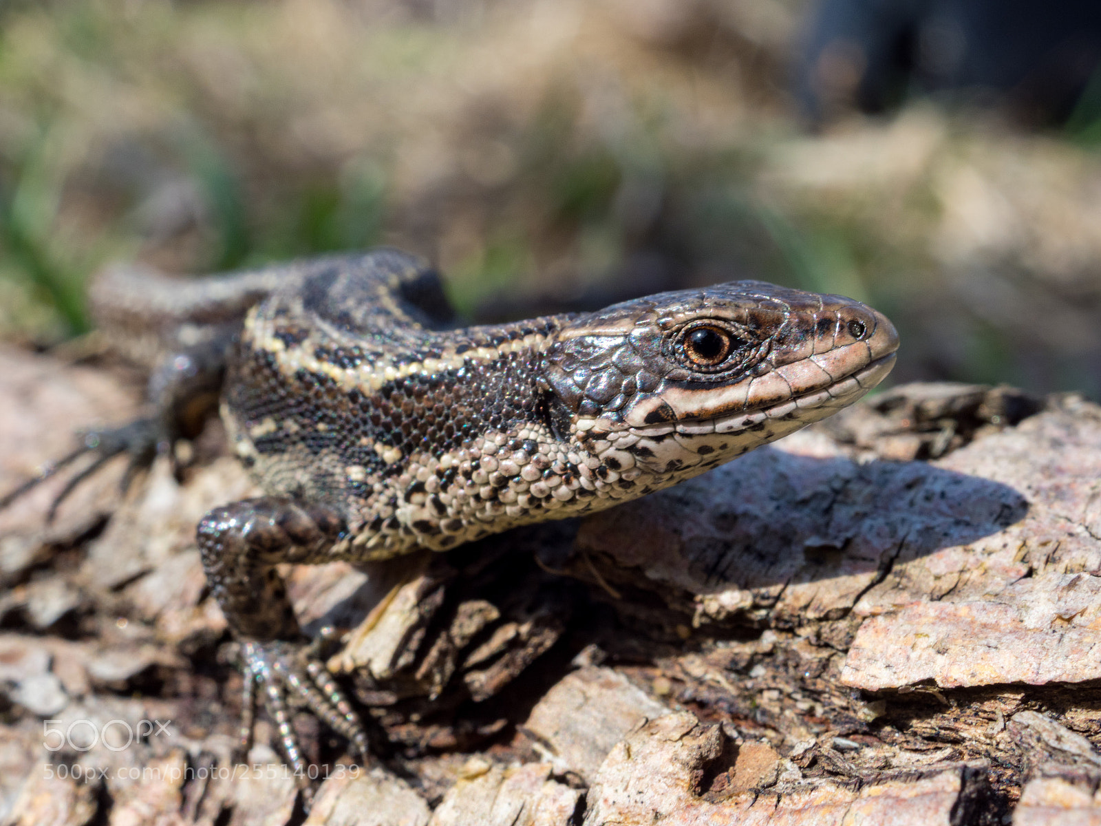Olympus OM-D E-M1 Mark II sample photo. Viviparous lizard. photography