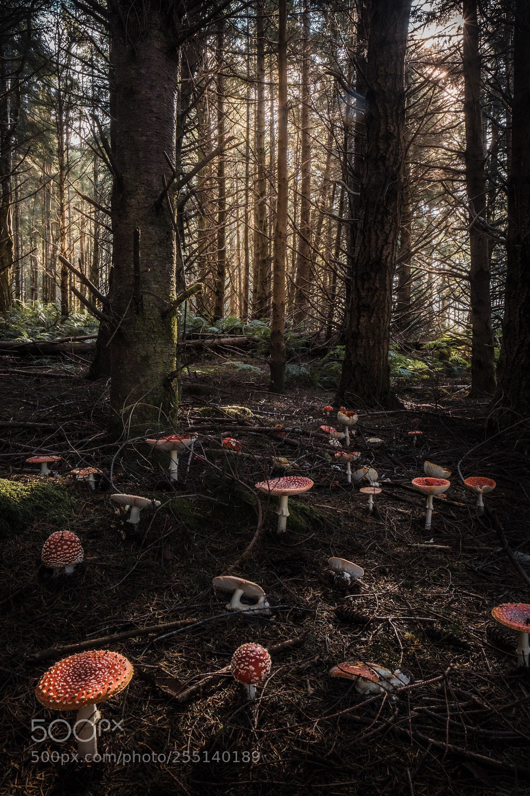 Fujifilm X-T2 sample photo. Mushroom forest photography