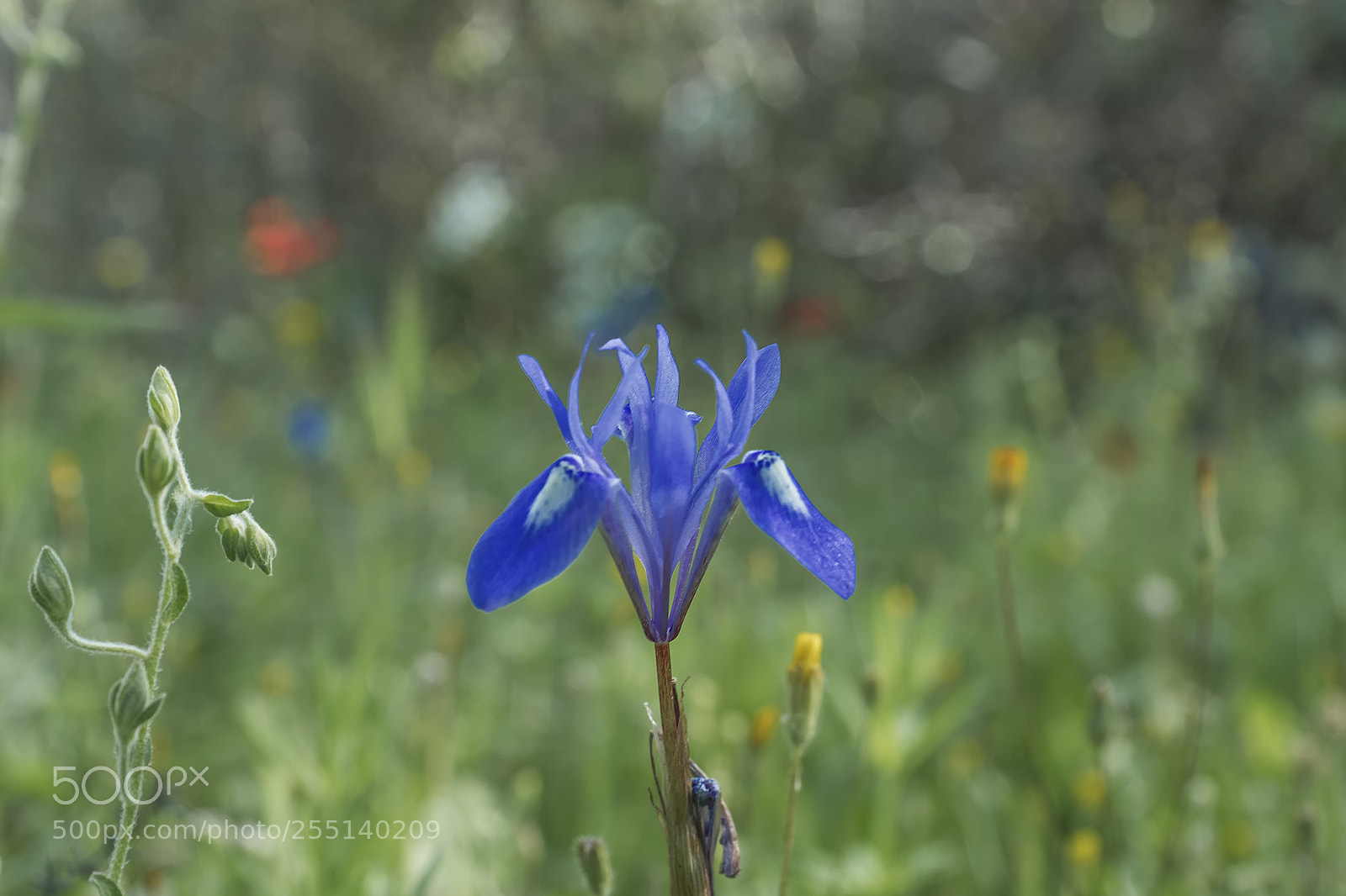 Sony ILCA-77M2 sample photo. Flowers photography