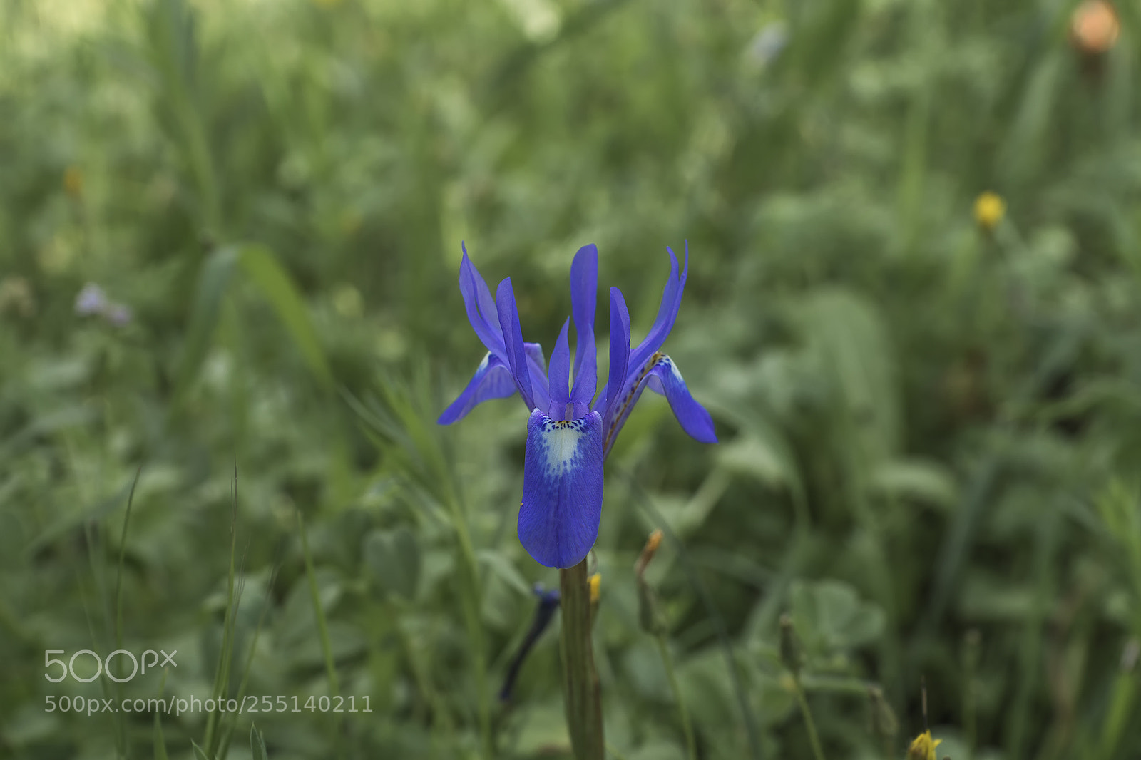 Sony ILCA-77M2 sample photo. Flowers photography