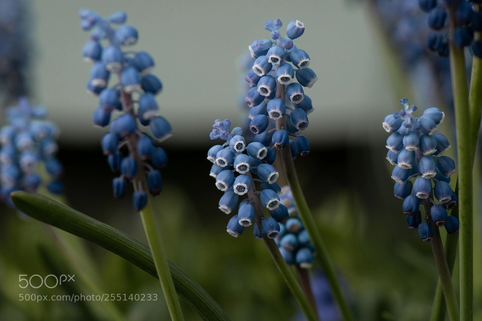 Nikon D5300 sample photo. Parlhyacint 3 photography