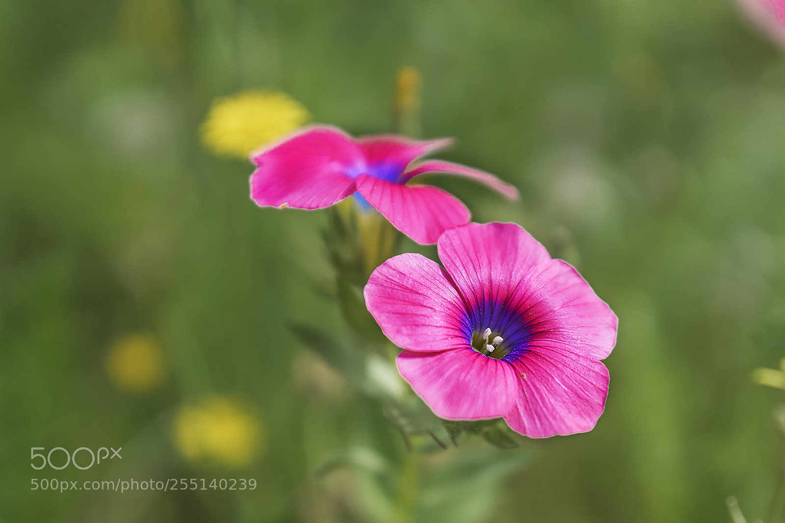 Sony ILCA-77M2 sample photo. Flowers photography