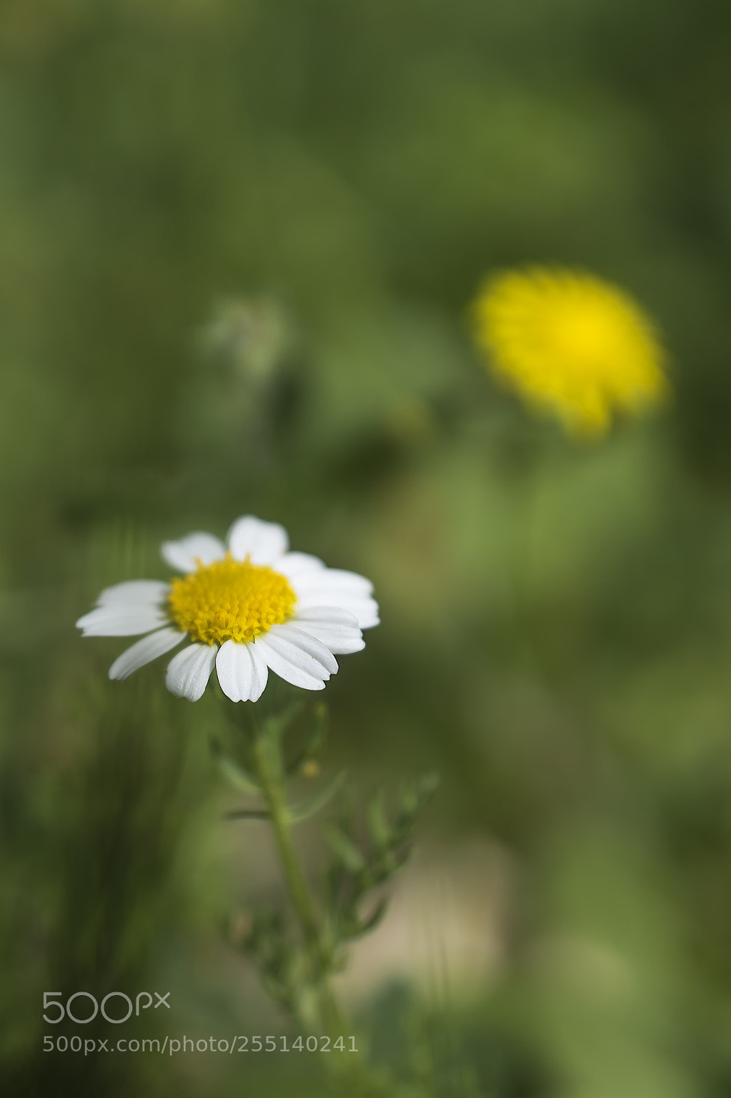 Sony ILCA-77M2 sample photo. Flowers photography