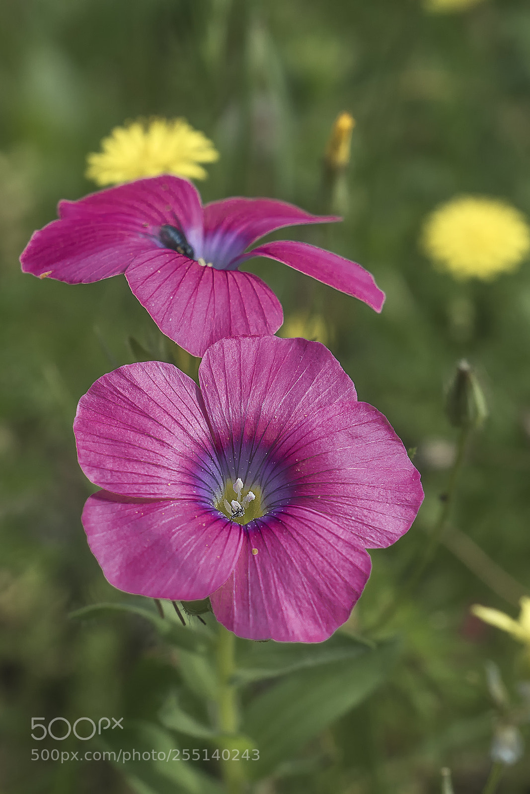 Sony ILCA-77M2 sample photo. Flowers photography