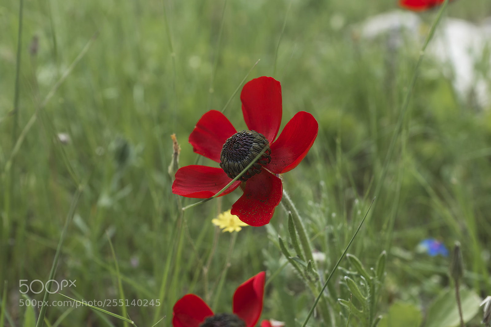 Sony ILCA-77M2 sample photo. Flowers photography