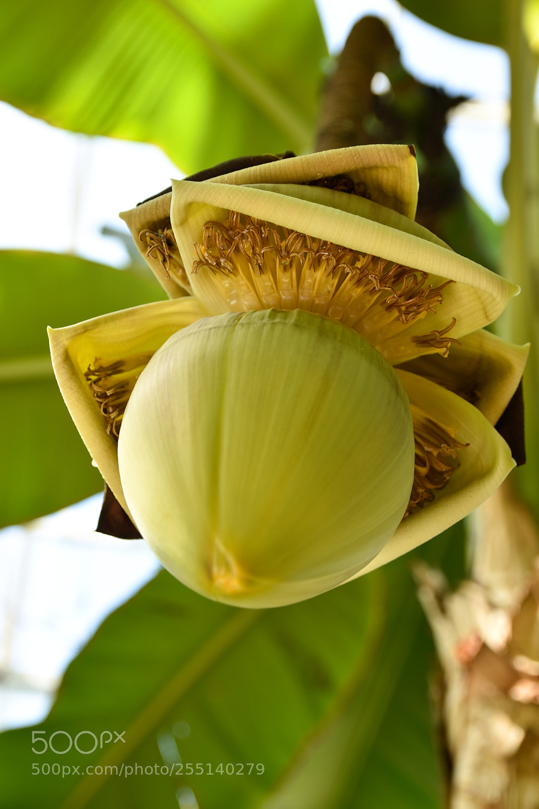 Nikon D5600 sample photo. Banana tree. Дерево банана. photography