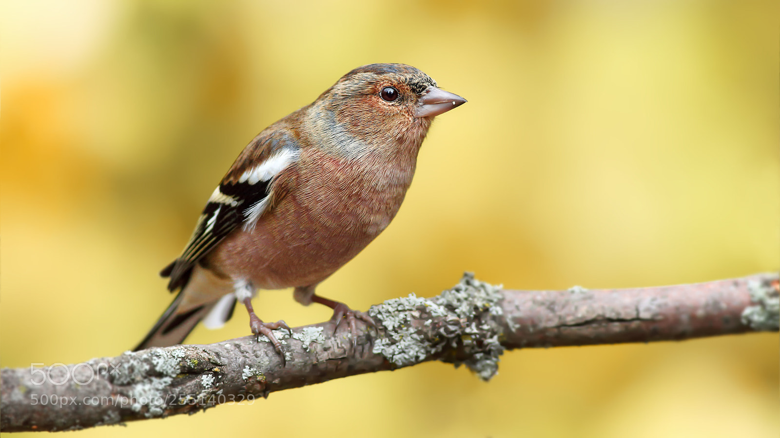 Canon EOS 70D sample photo. Common chaffinch / İspinoz photography