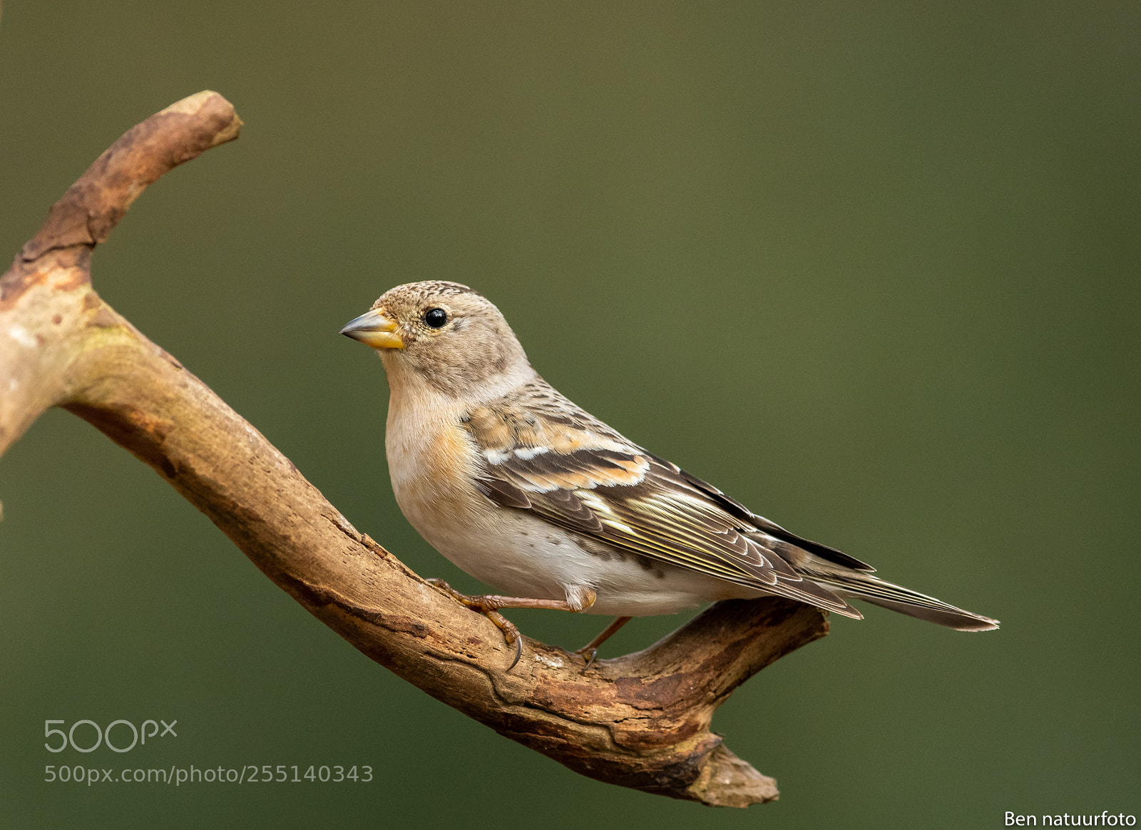 Nikon D500 sample photo. Brambling photography