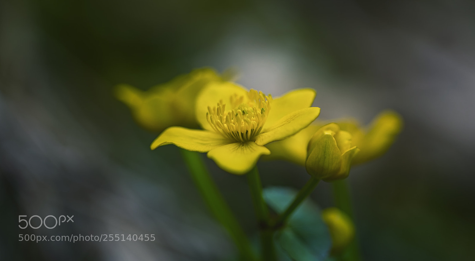 Canon EOS 5D Mark IV sample photo. Caltha palustris photography