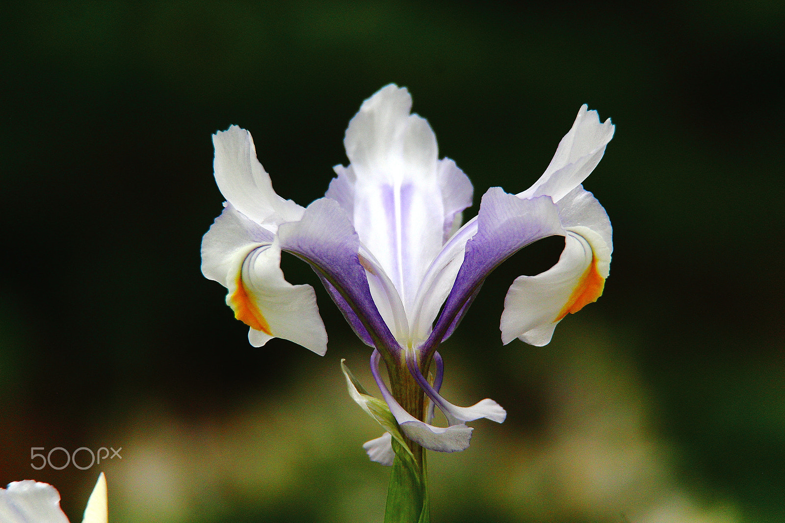 Canon EF-S 18-200mm F3.5-5.6 IS sample photo. Iris magnifica photography