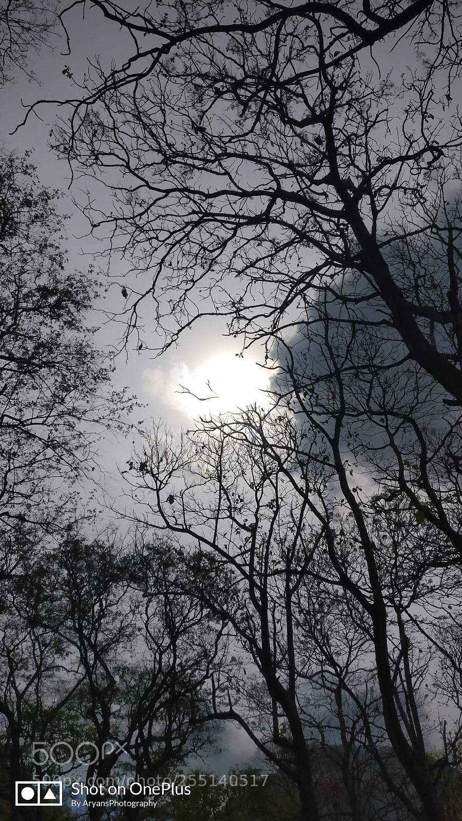 OnePlus A3003 sample photo. Tropical forest photography