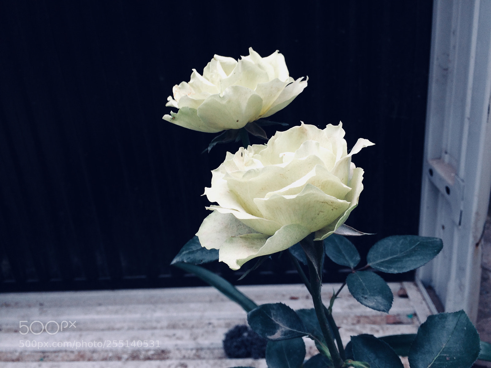 Apple iPhone 5s sample photo. Parallel two photography