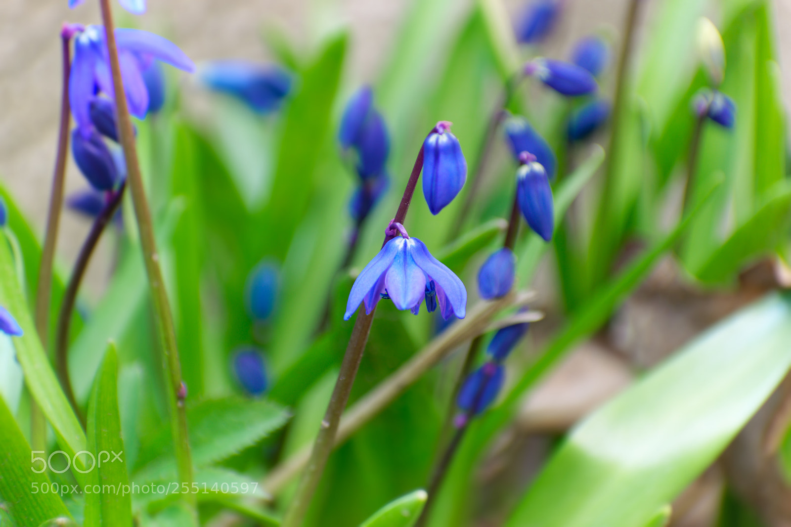 Nikon D5500 sample photo. 7023 photography