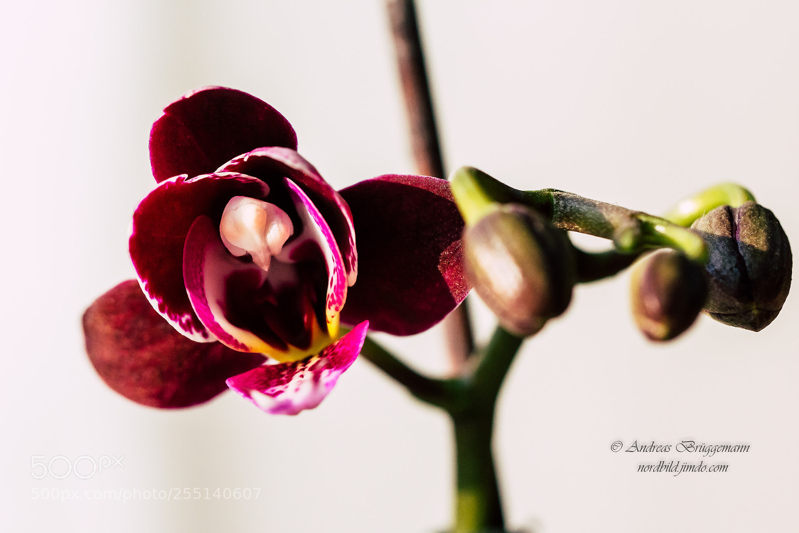Canon EOS 60D sample photo. We came from outer photography