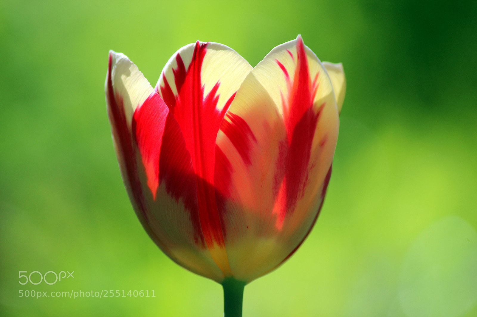 Canon EOS 600D (Rebel EOS T3i / EOS Kiss X5) sample photo. Spring moments photography
