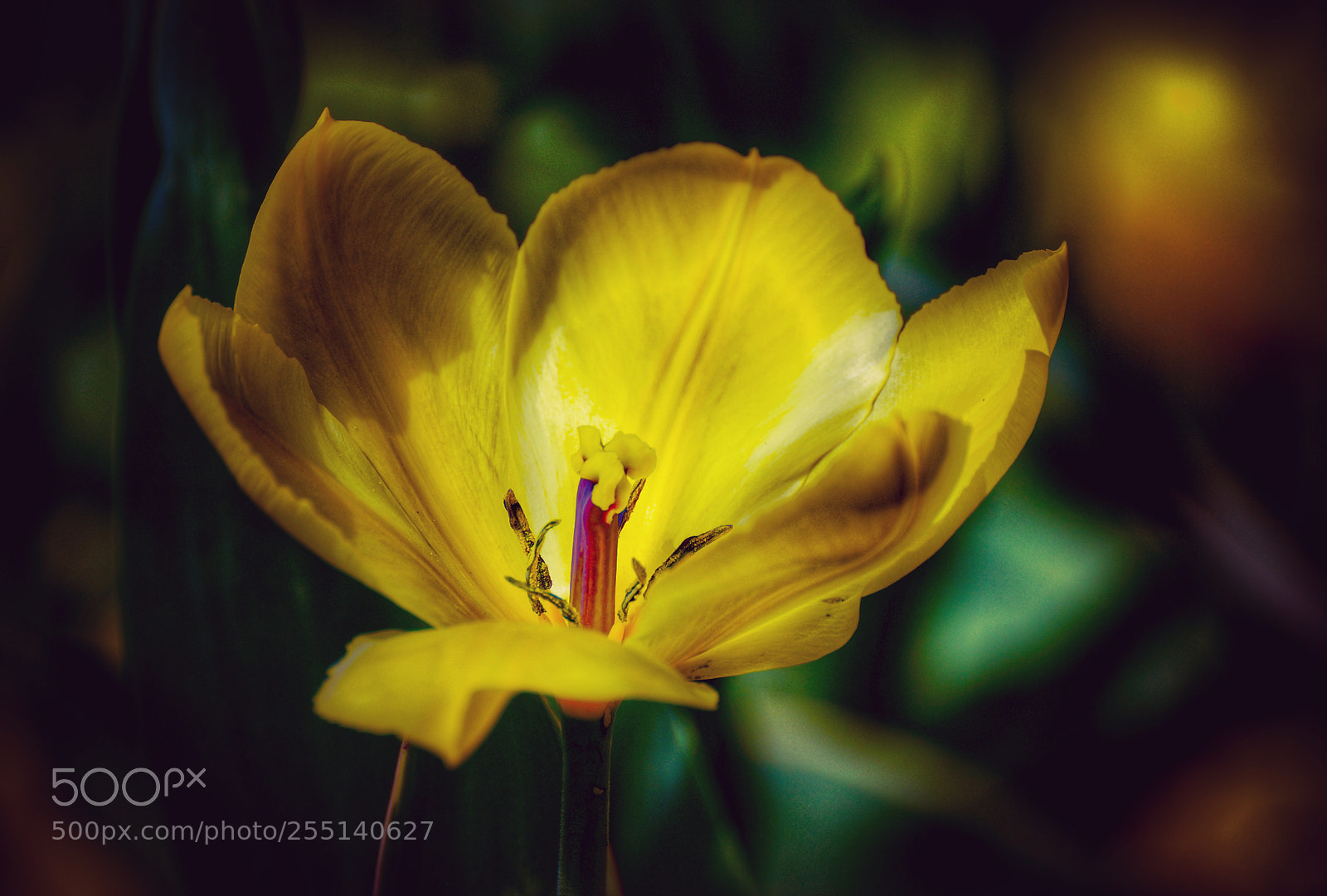 Sony SLT-A77 sample photo. Yellow photography