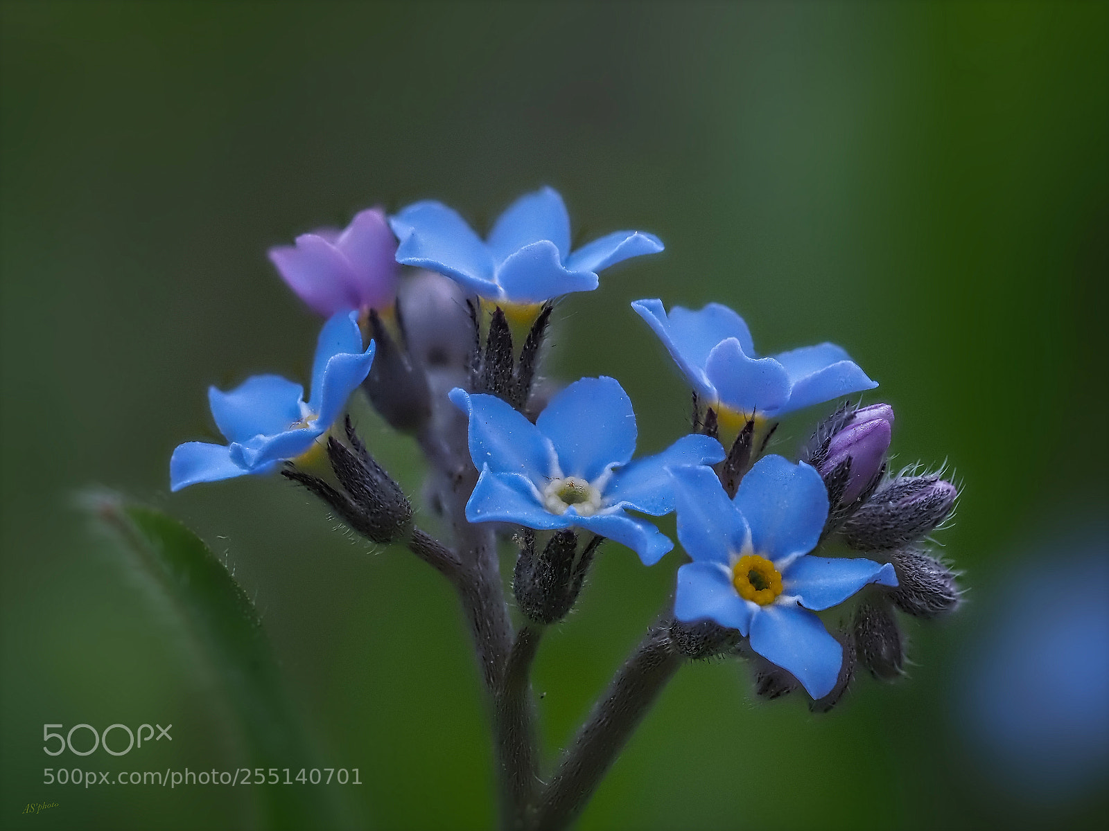 Olympus OM-D E-M1 Mark II sample photo. Myosotis photography