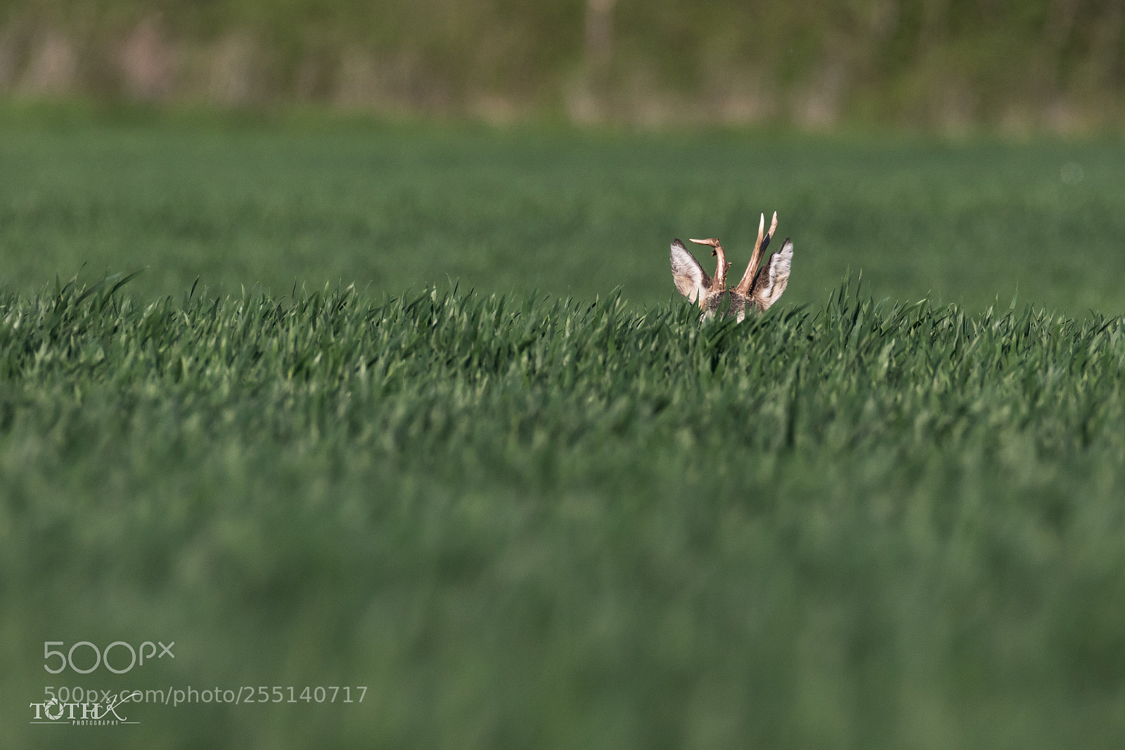 Canon EOS 7D Mark II sample photo. Untitled photography