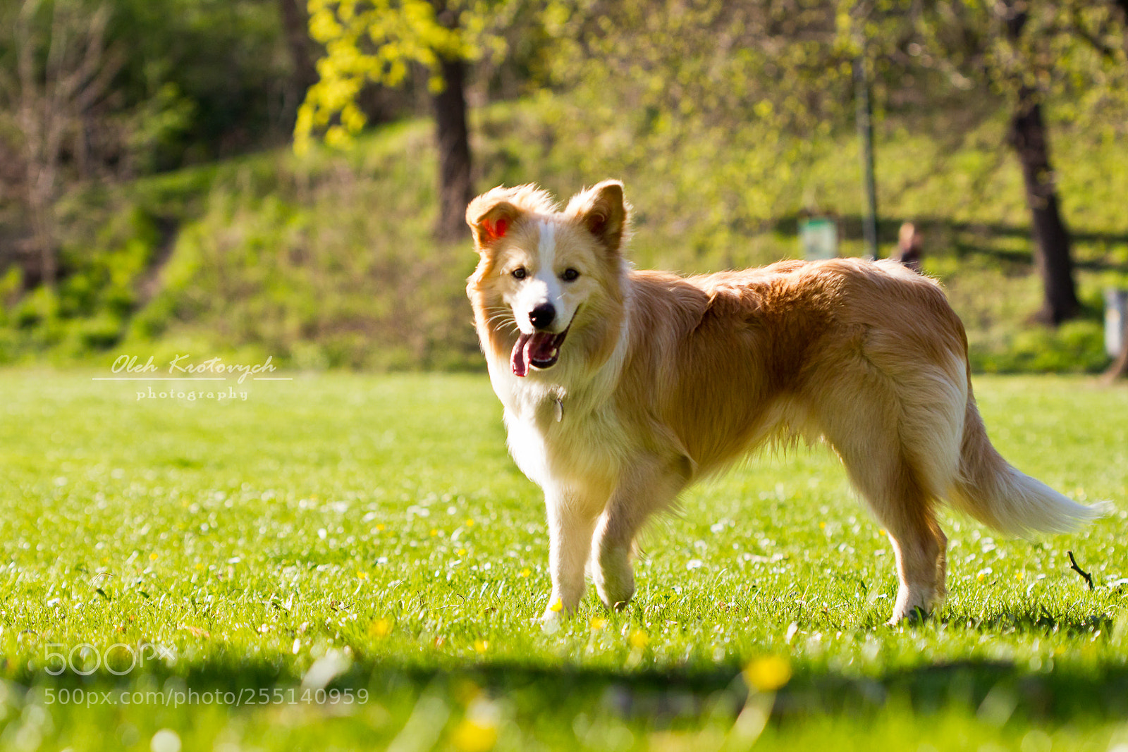 Canon EOS 600D (Rebel EOS T3i / EOS Kiss X5) sample photo. Charlie, the border collie photography