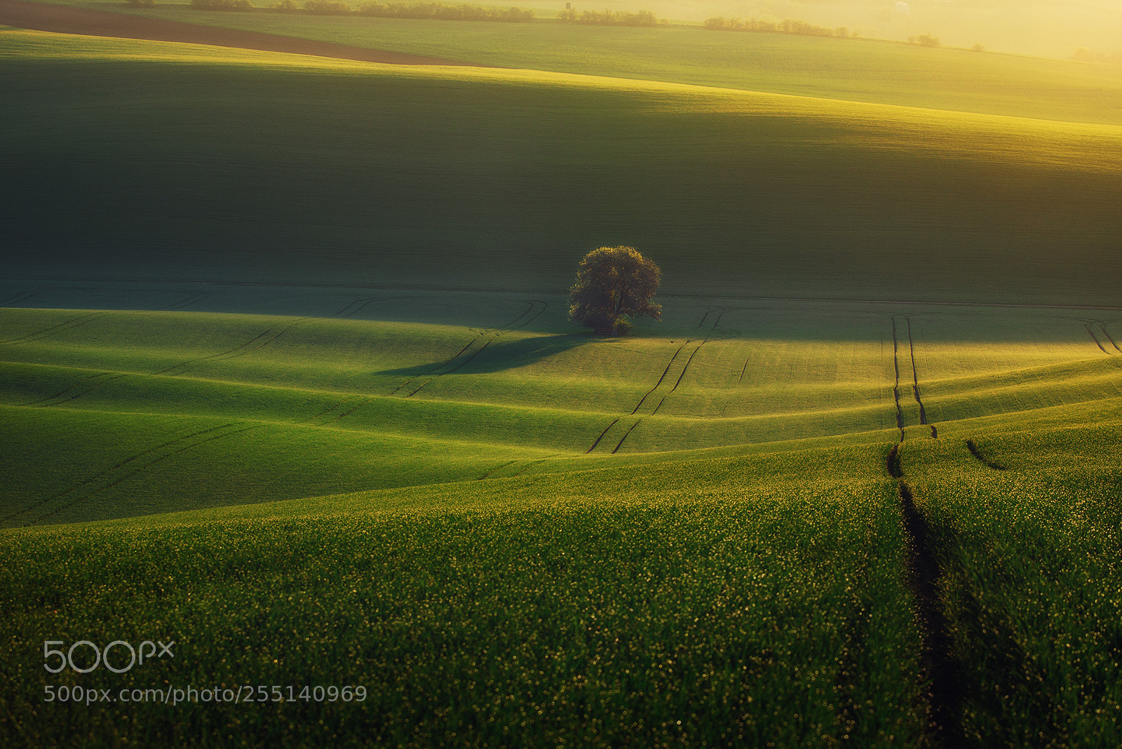 Nikon D800E sample photo. Moravian field photography