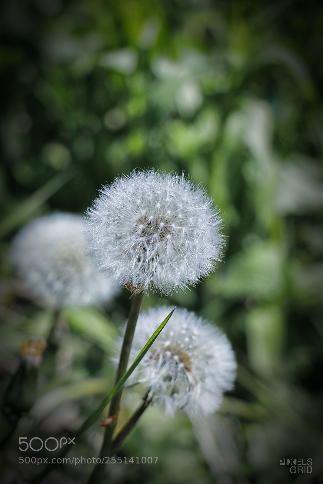Canon EOS 7D Mark II sample photo. Dandelion photography