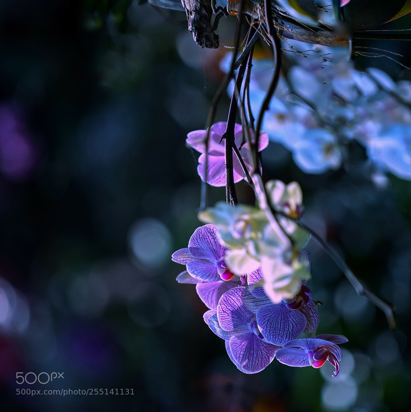 Sony a7 II sample photo. Butterfly orchid photography