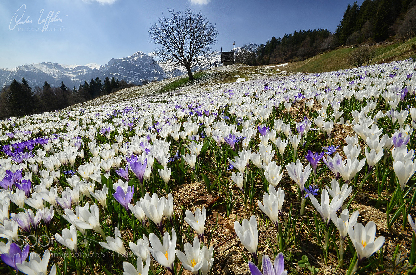 Nikon D7000 sample photo. Spring in the alps photography