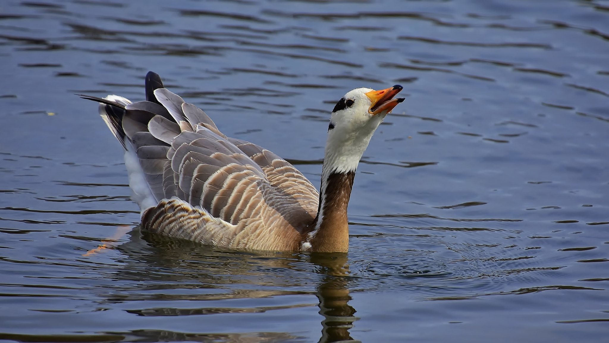 Nikon D7200 sample photo. Thirsty hybrid goose.. photography