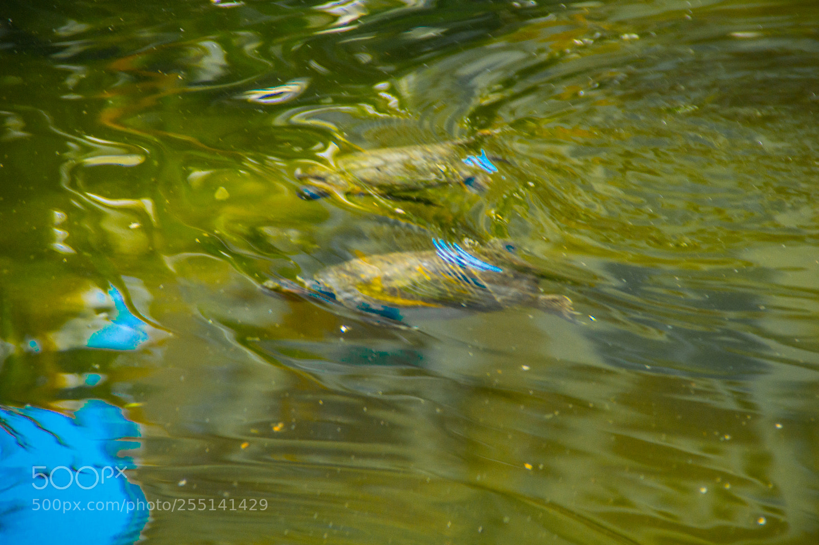 Sony a5100 sample photo. Travel to genova photography