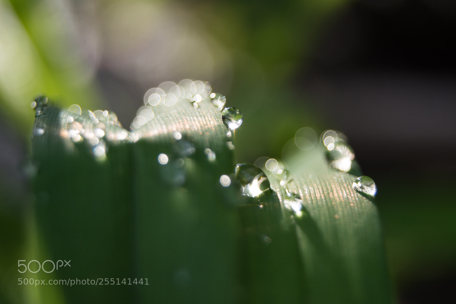 Nikon D5200 sample photo. Drops photography