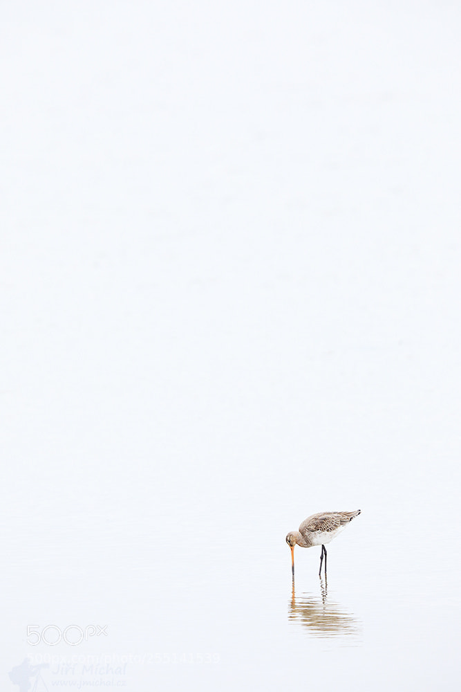 Canon EOS 5D Mark IV sample photo. Black-tailed godwit photography