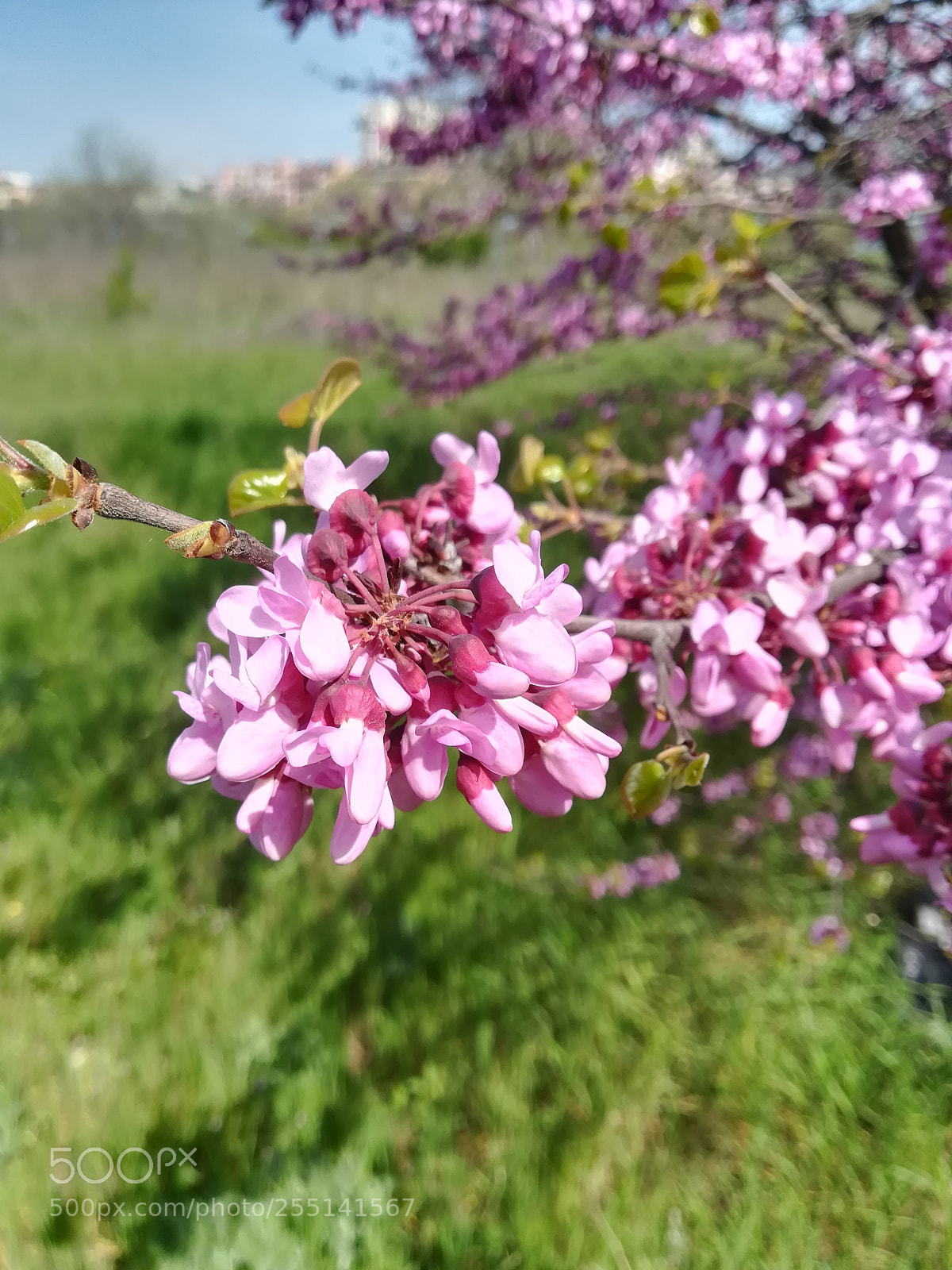 HUAWEI P10 lite sample photo. Pink explosion photography