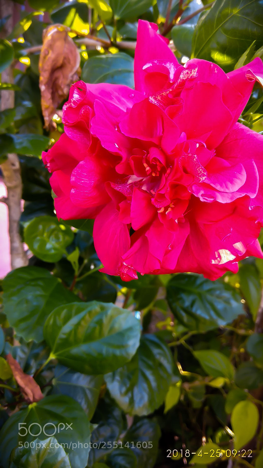 Xiaomi Redmi Note 4 sample photo. Red carnation photography