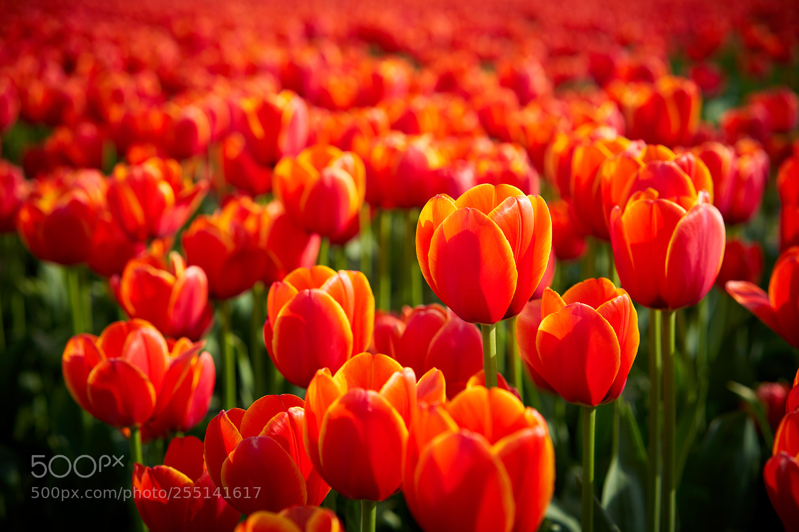 Sony a7 sample photo. Red tulip photography