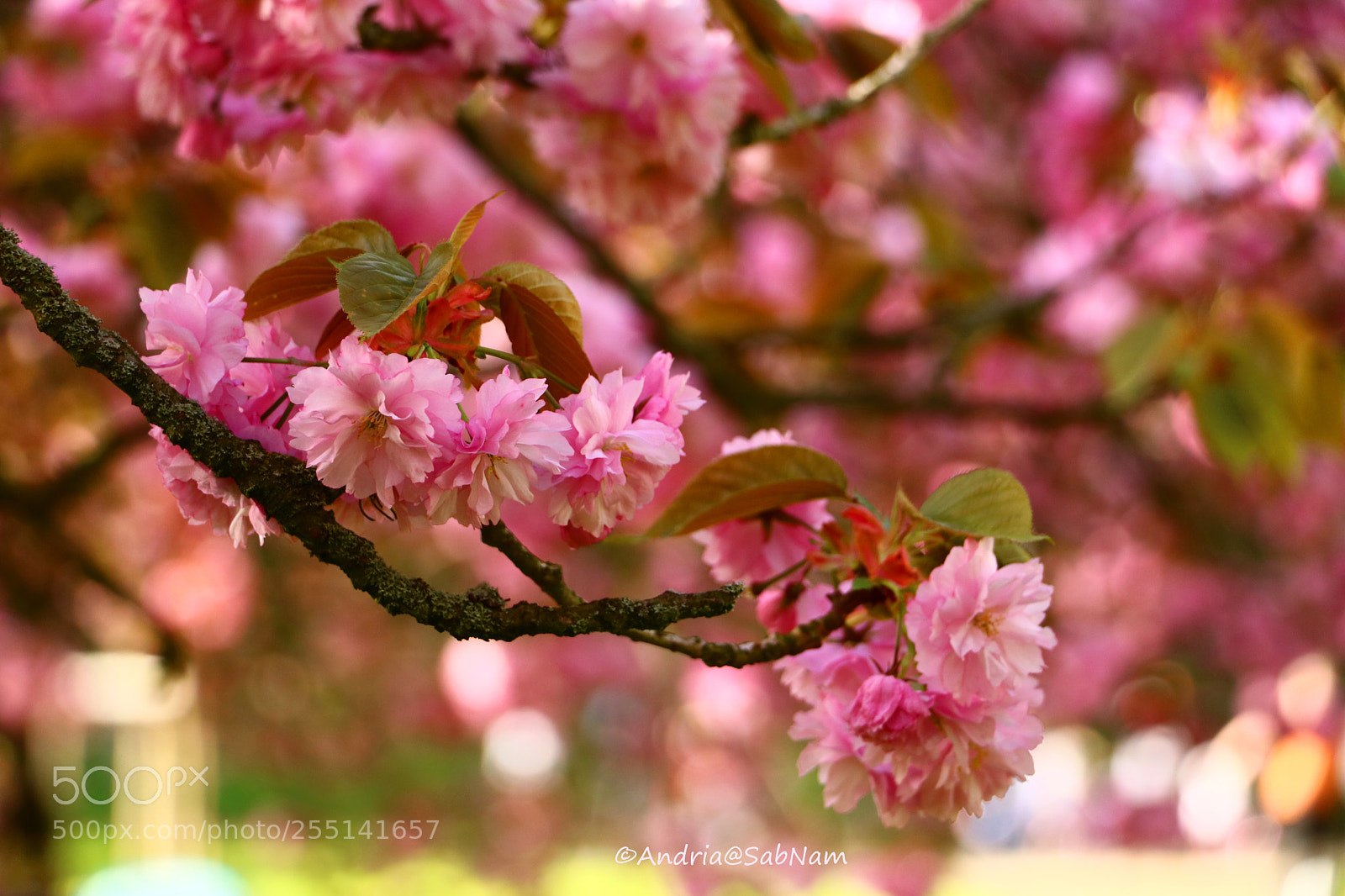 Canon EOS 750D (EOS Rebel T6i / EOS Kiss X8i) sample photo. Spring 2018 photography
